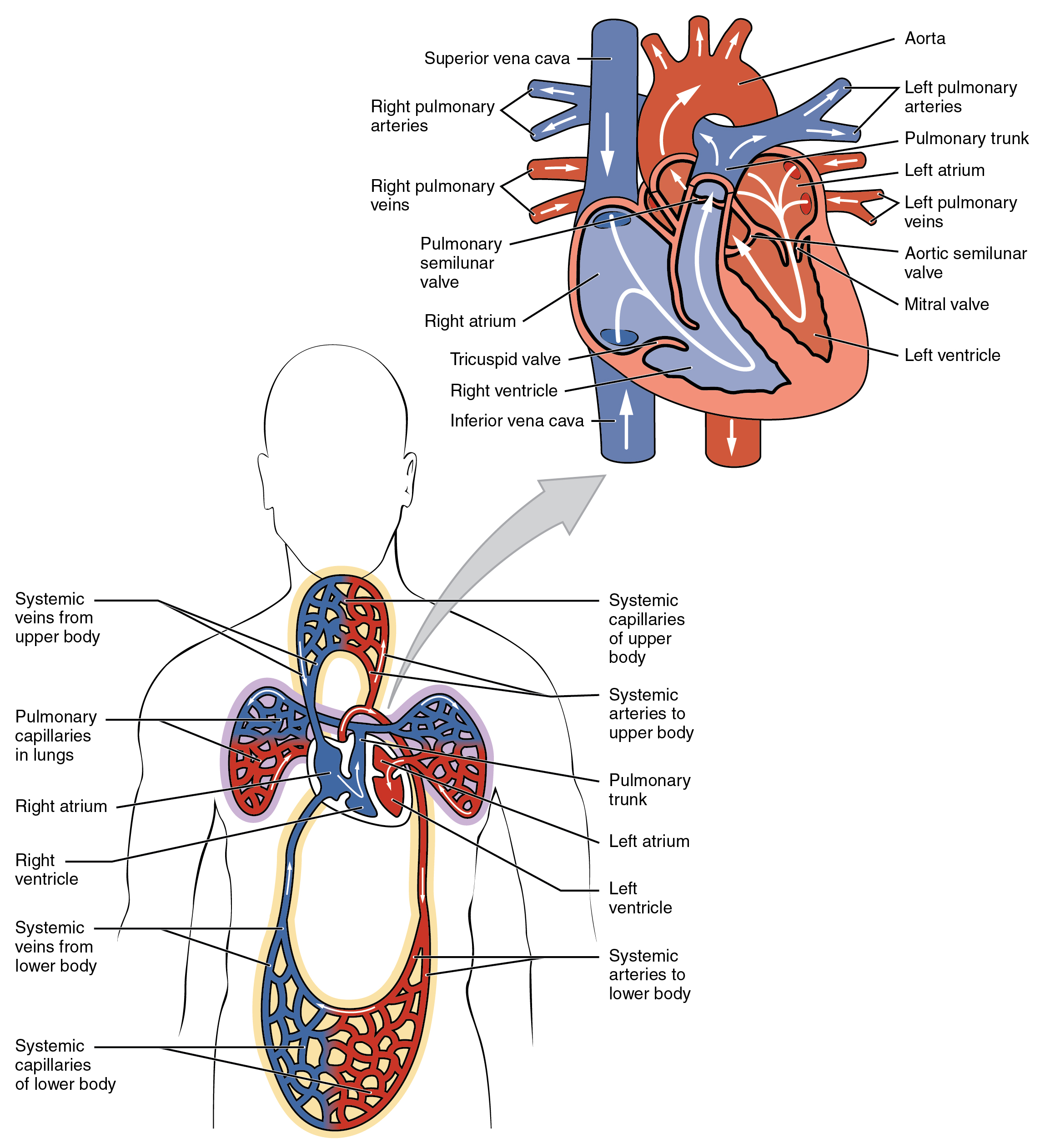 The top panel shows the human heart with the arteries and veins labeled. The bottom panel shows the human circulatory system.