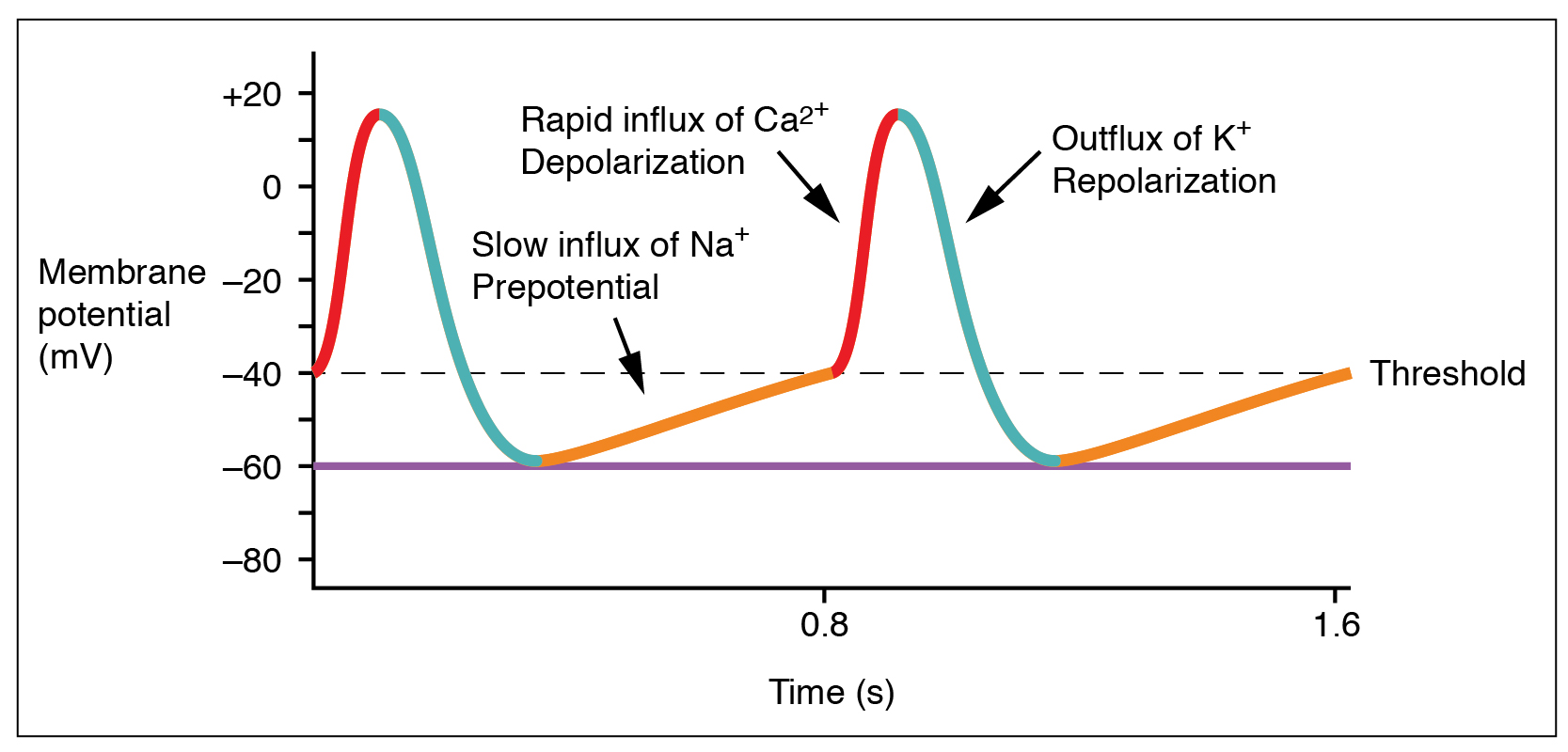 This graph shows the change in membrane potential as a function of time.