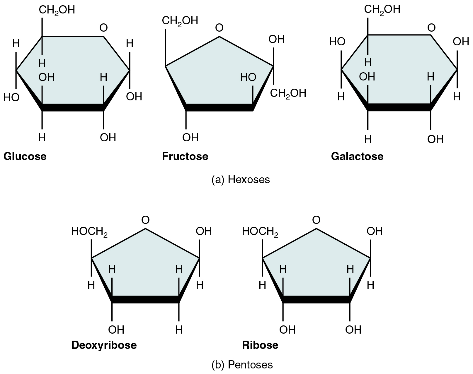 This figure shows the structure of glucose, fructose, galactose, deoxyribose, and ribose.