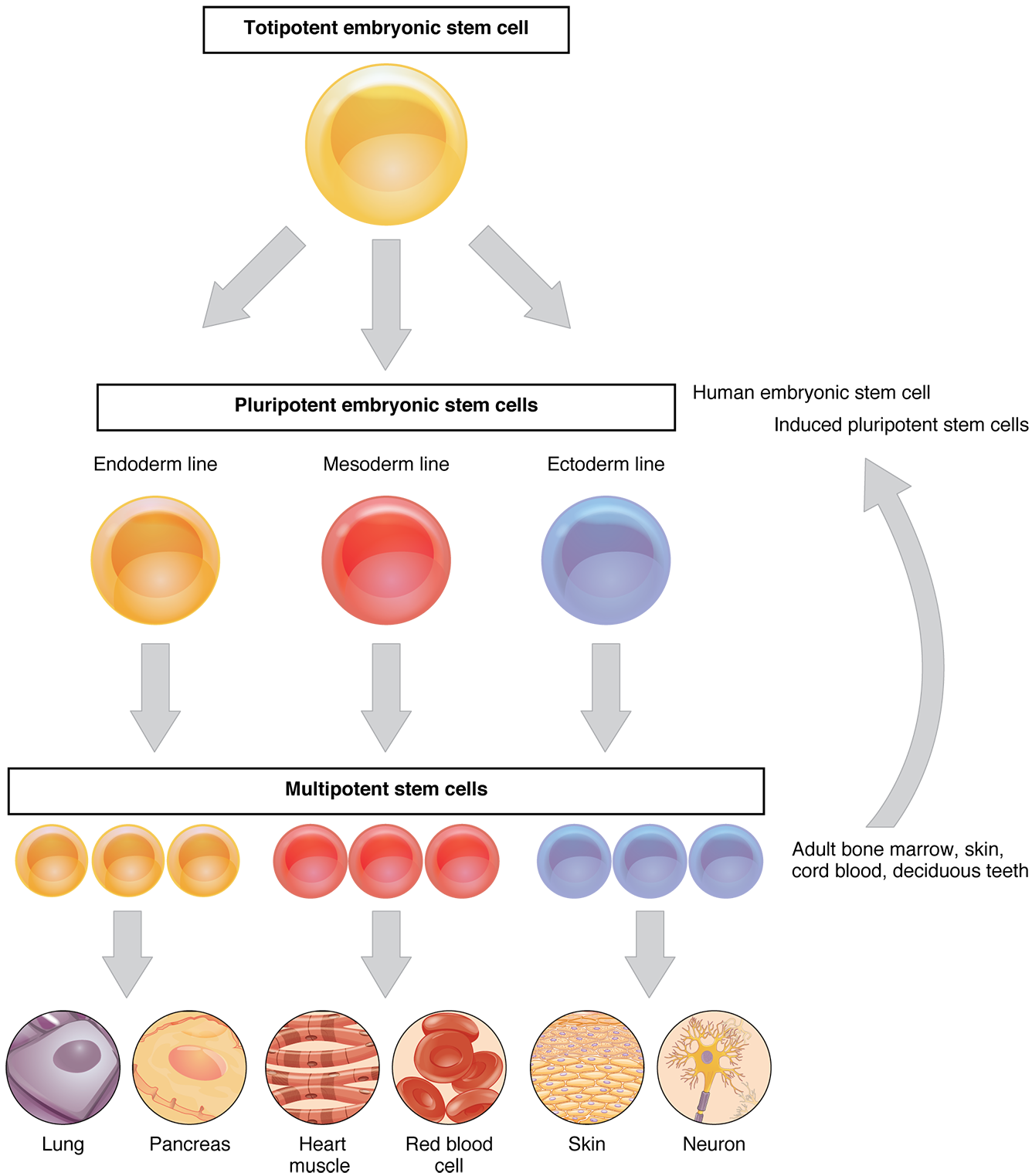 Cellular Differentiation – Anatomy & Physiology