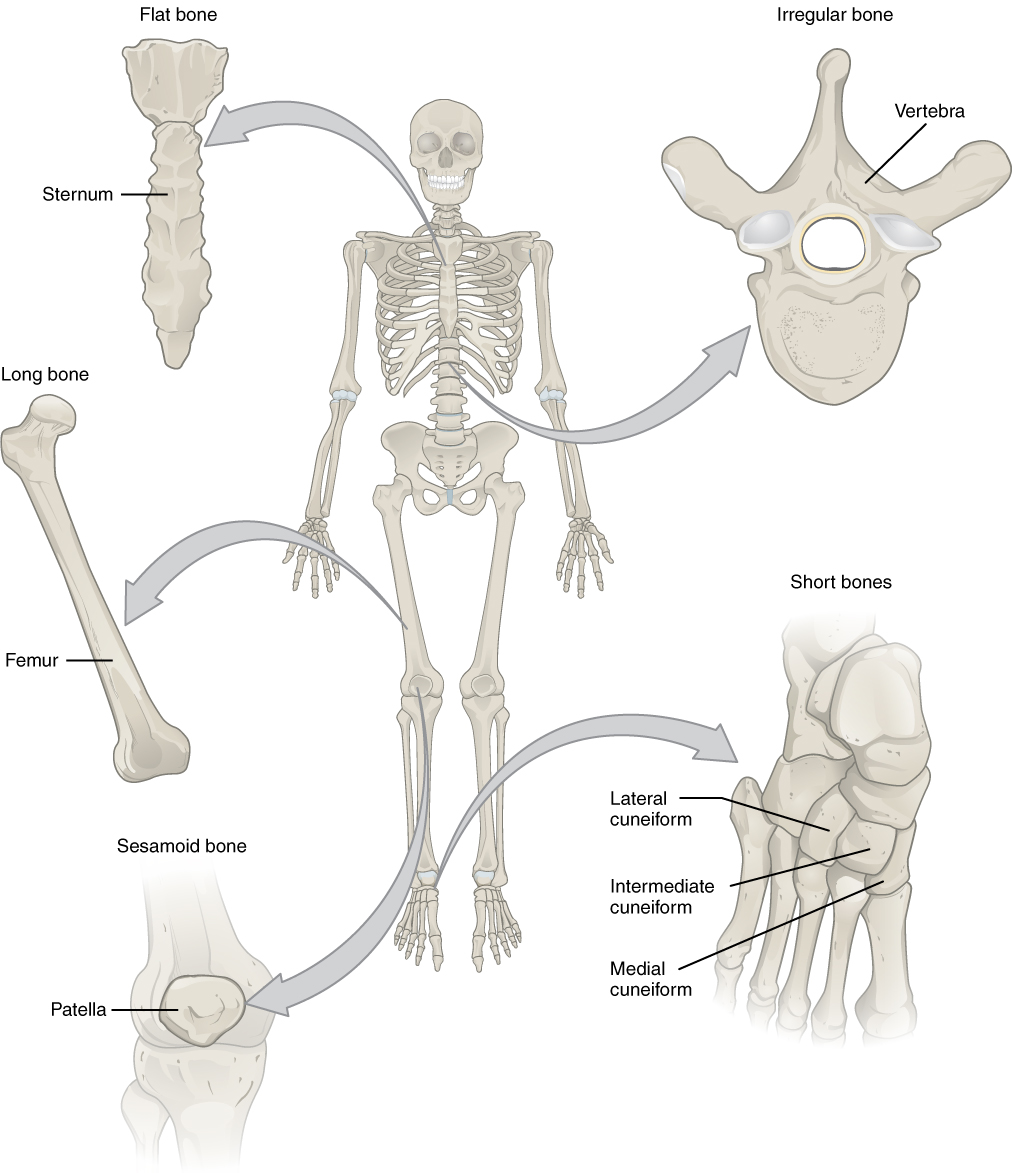 skeletal system meaning and functions