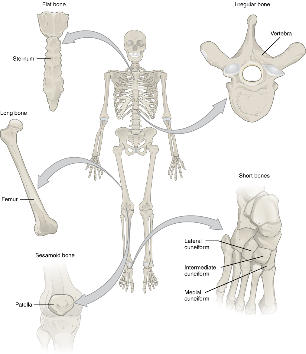 Appendicular skeleton - Wikipedia