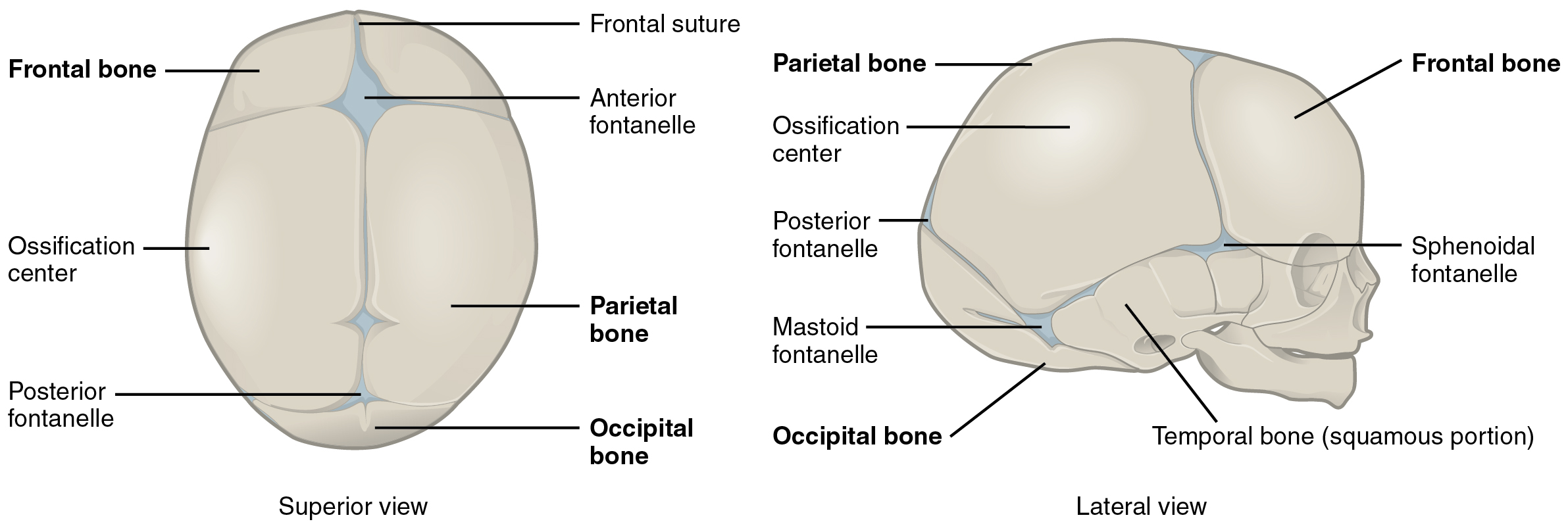 This diagram shows the image of a newborn human skull. The major parts of the skull are labeled. The left panel shows the superior view (from the top) and the right side shows the lateral view (from the side).