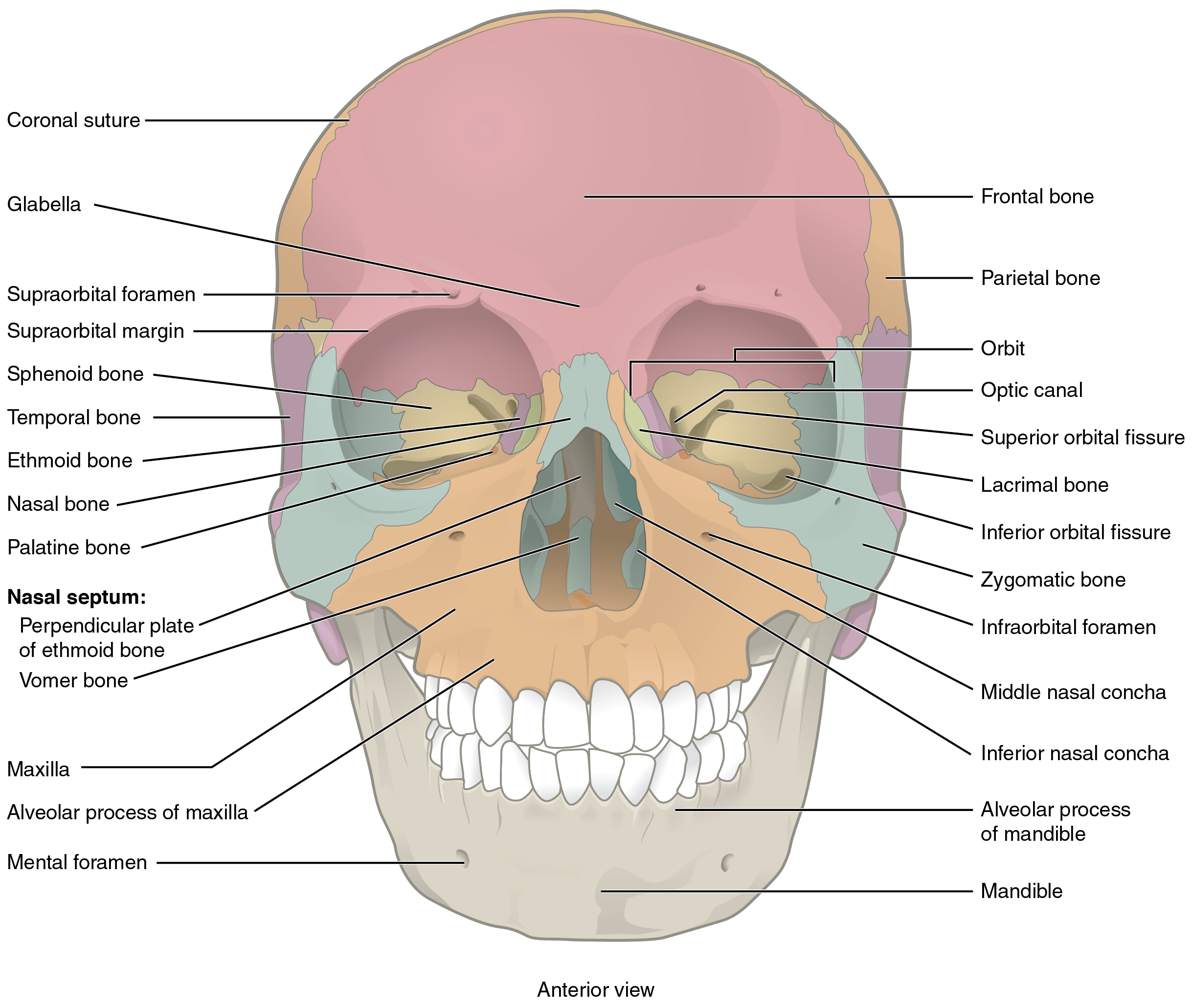 skull labeled sutures