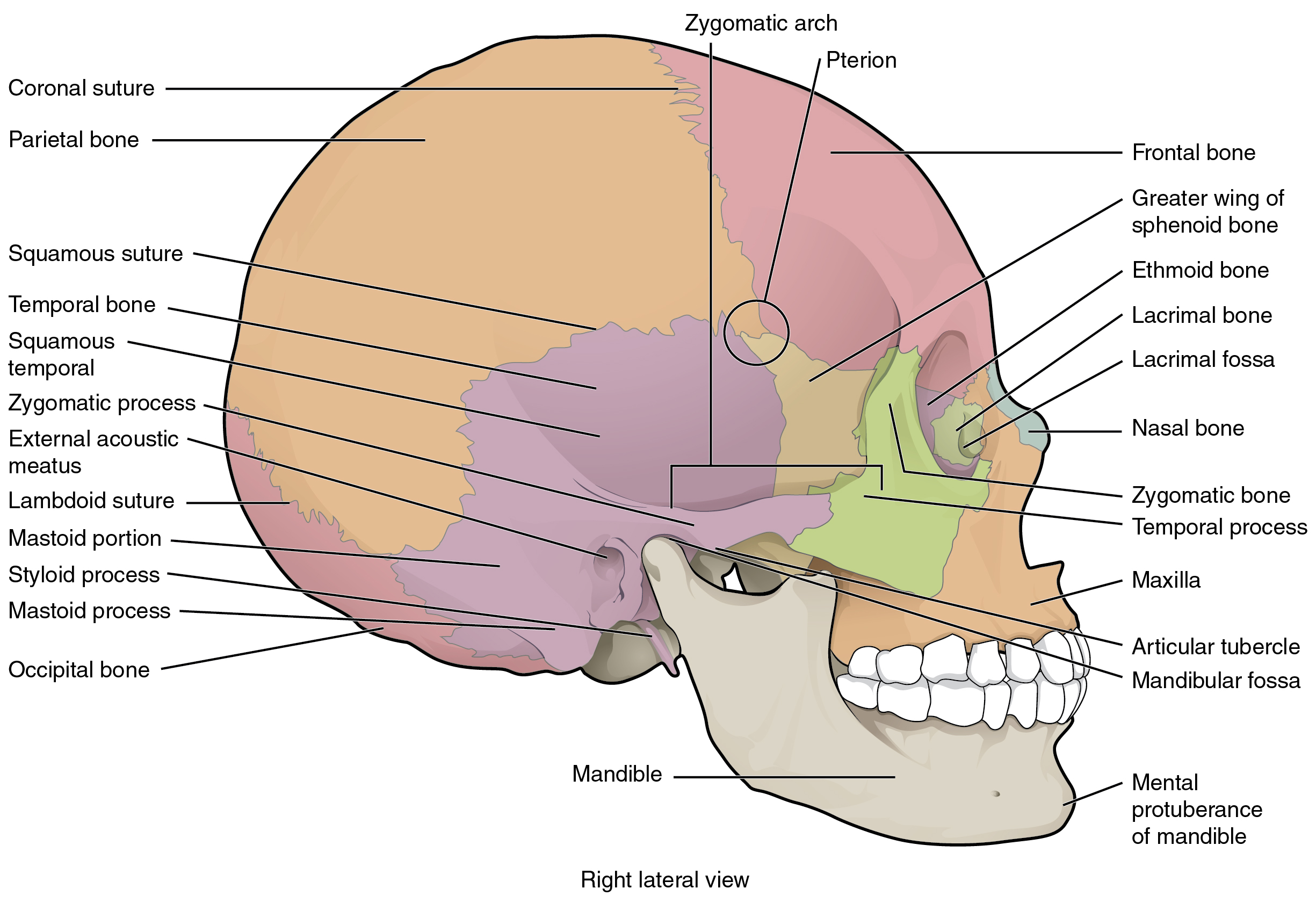 Skull Bone Anatomy & Clinical Significances - Anatomy Info