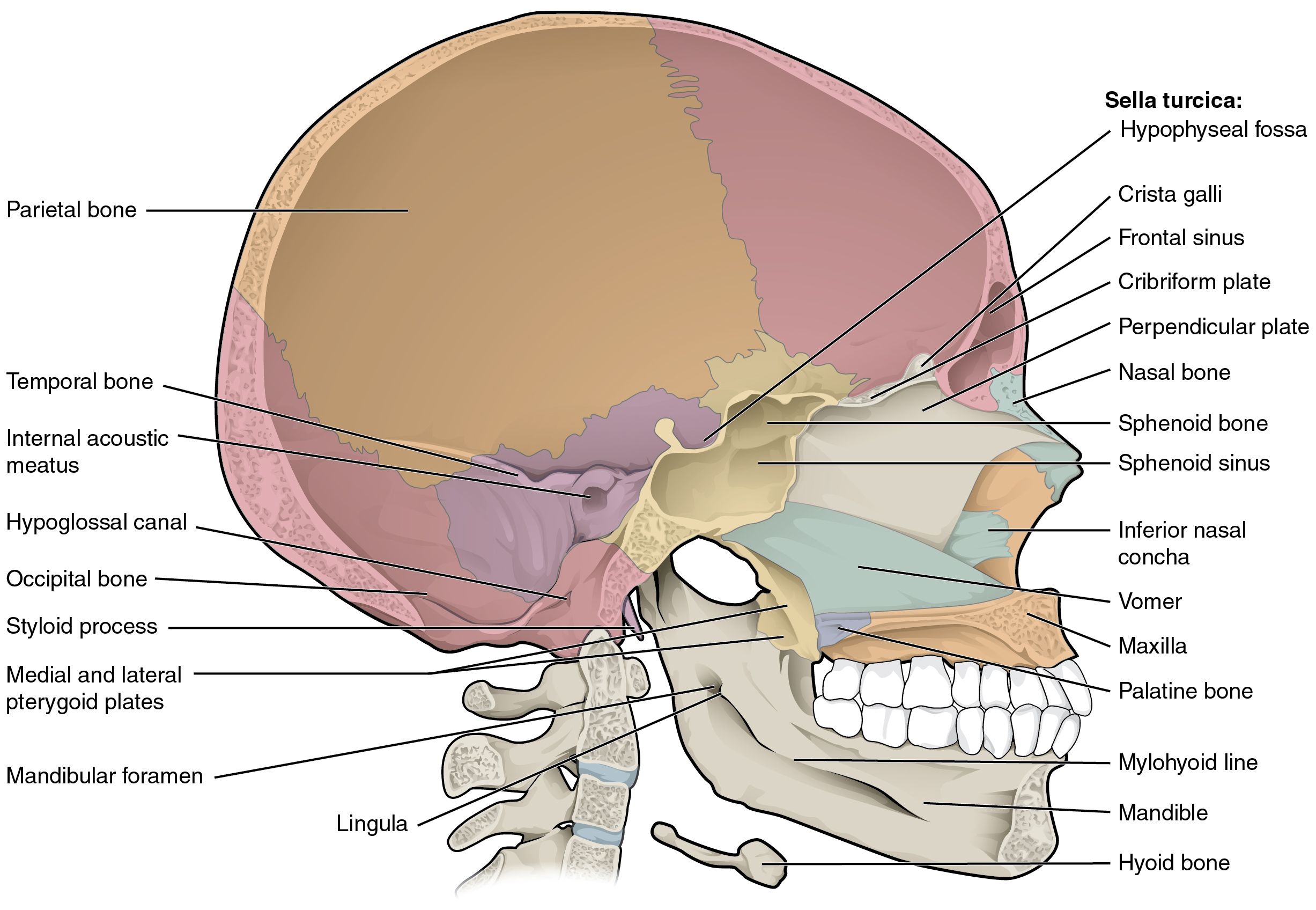This diagram shows the sagittal section of the skull and identifies the major bones and cavities.