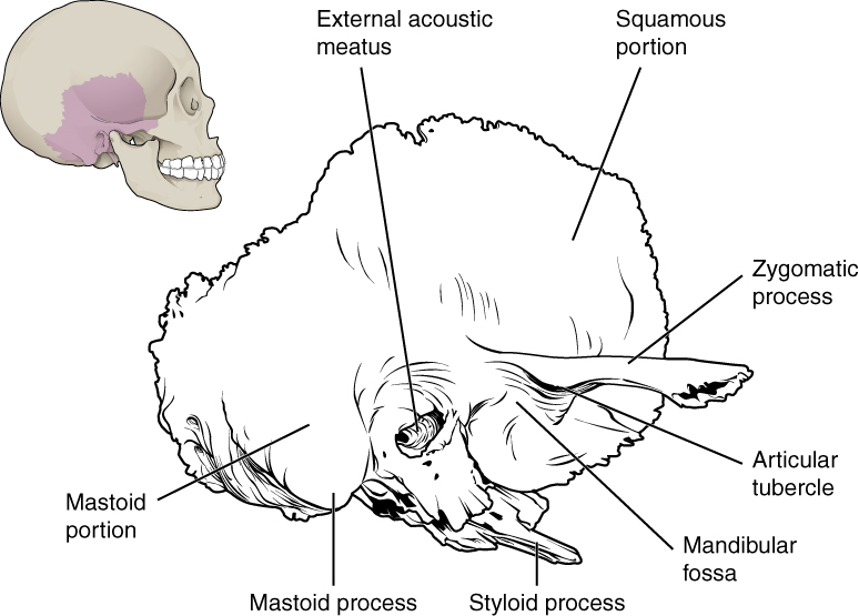 Skull Bone Anatomy & Clinical Significances - Anatomy Info