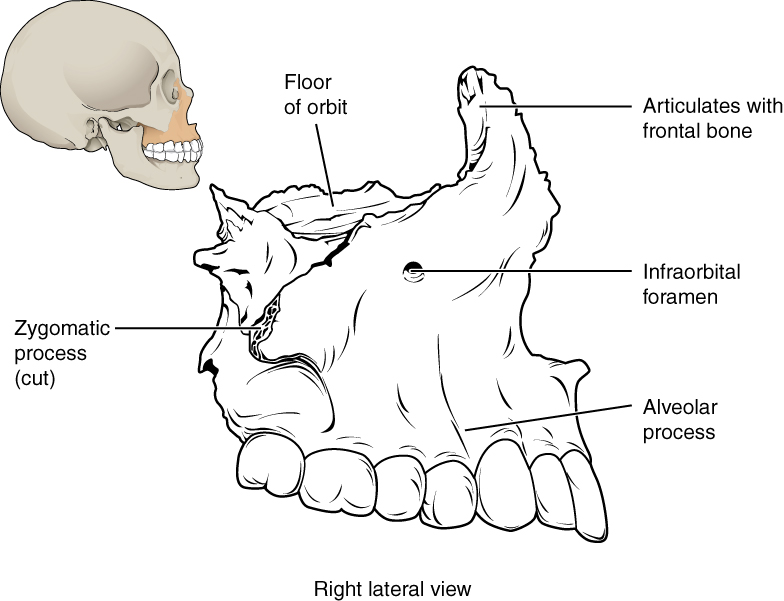 Skull, Definition, Anatomy, & Function