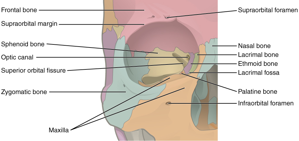 The Skull Bones - Orbital View