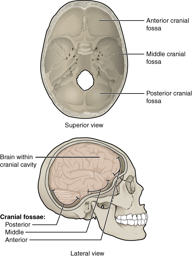 Skull Bone Anatomy & Clinical Significances - Anatomy Info