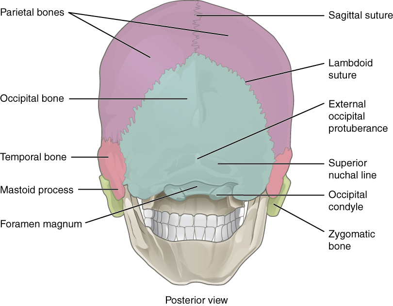 Skull Bone Anatomy & Clinical Significances - Anatomy Info