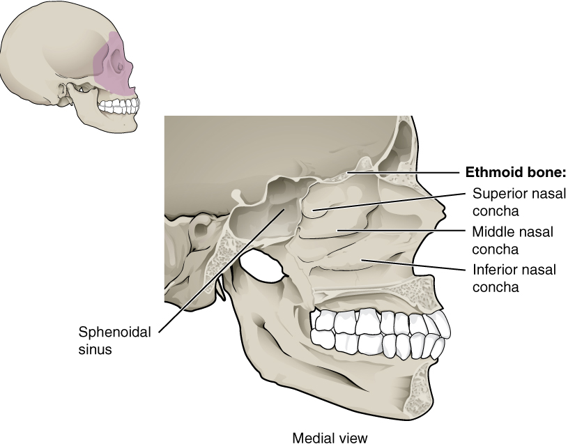 The Skull – Anatomy & Physiology