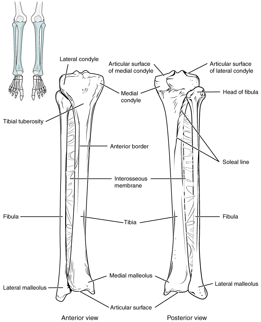 This image shows the structure of the tibia and the fibula. The left panel shows the anterior view, and the right panel shows the posterior view.