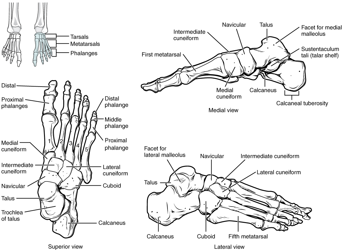 This figure shows the bones of the foot. The left panel shows the superior view, the top right panel shows the medial view, and the bottom right panel shows the lateral view.