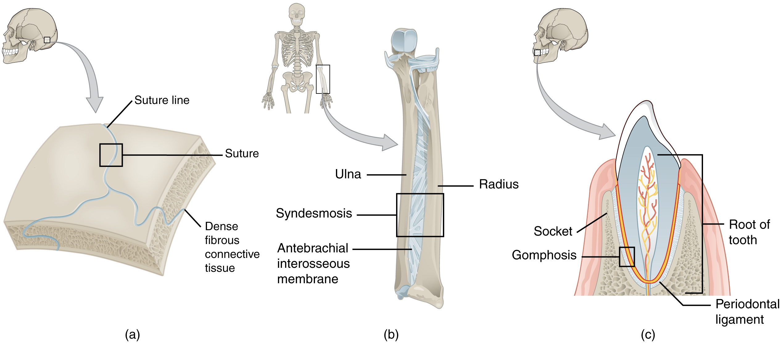 This figure shows the different types of fibrous joints. The right panel shows sutures, the middle panel shows an interosseous membrane, and the left panel shows a gomphosis.