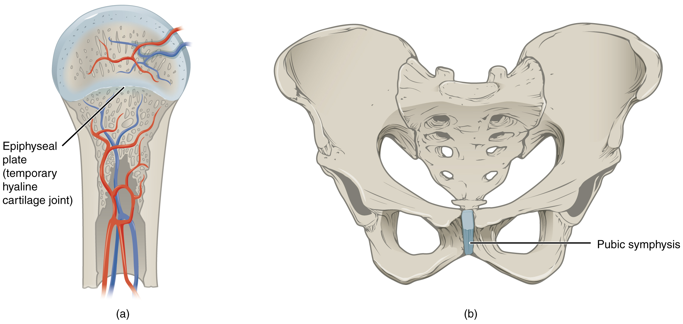 This figure shows the cartilaginous joints. The left panel shows a hyaline cartilage joint, and the right panel shows the fibrocartilaginous joint of the pubic symphisis.