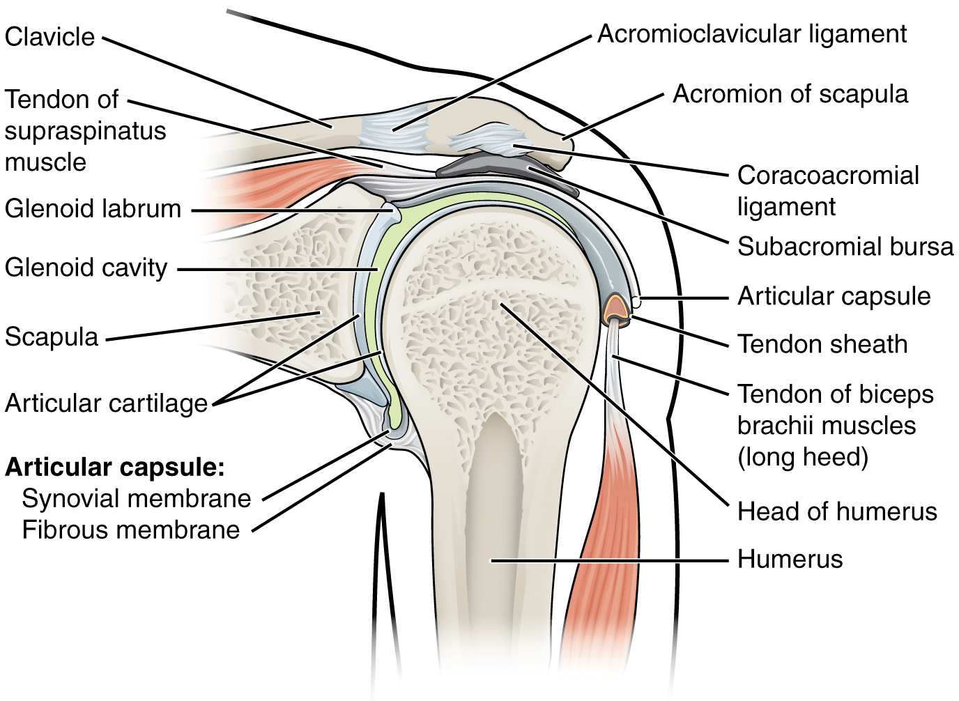 This figure shows the structure of the shoulder joint. The main ligaments and parts are labeled.