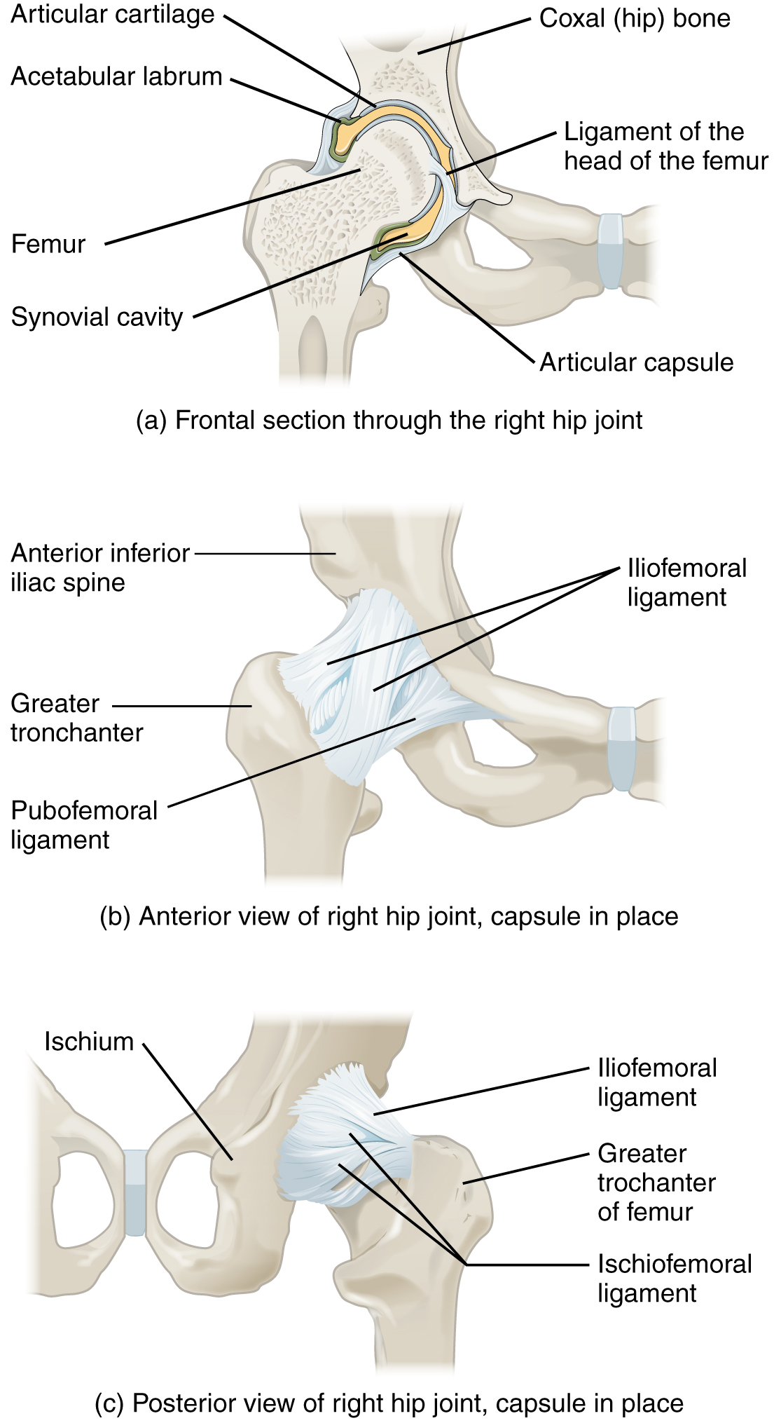 This figure shows different views of the hip joint. The top panel shows the frontal view of the right hip joint, the middle panel shows the anterior view, and the bottom panel shows the posterior view.