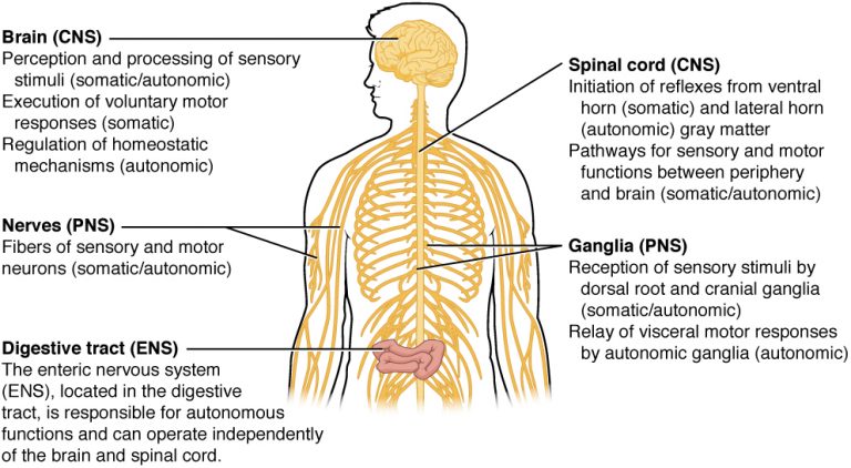 Autonomic Nervous System – Anatomy and Physiology