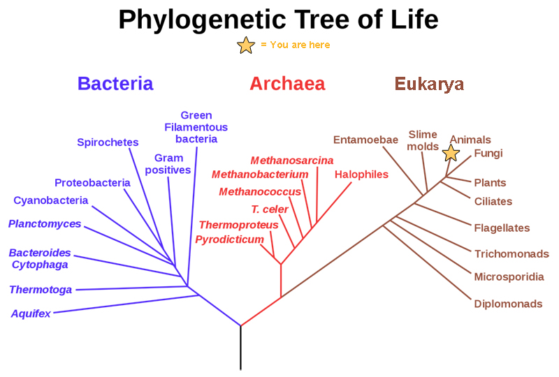 This phylogenetic tree shows that the three domains of life, bacteria, archaea and eukarya, all arose from a common ancestor.