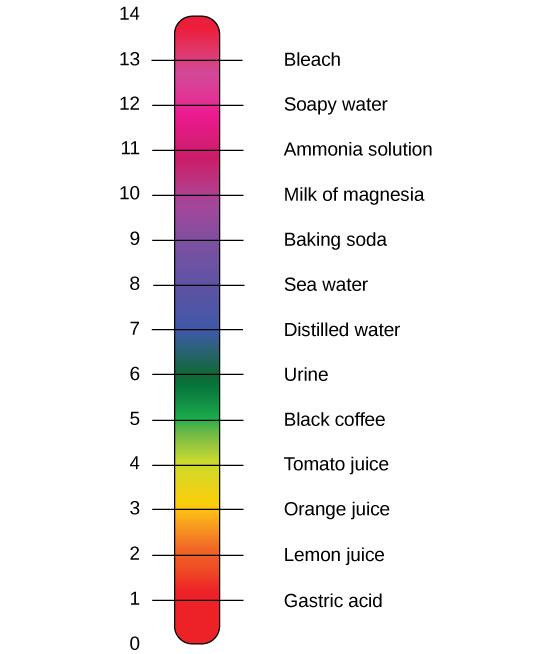 The pH scale, which ranges from zero to 14, sits next to a bar with the colors of the rainbow. The pH of common substances are given. These include gastric acid with a pH around one, lemon juice with a pH around two, orange juice with a pH around three, tomato juice with a pH around four, black coffee with a pH around five, urine with a pH around six, distilled water with a pH around seven, sea water with a pH around eight, baking soda with a pH around nine, milk of magnesia with a pH around ten, ammonia solution with a pH around 11, soapy water with a pH around 12, and bleach with a pH around 13.