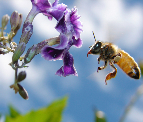 A photograph shows a bee in flight, getting nectar from a flower.