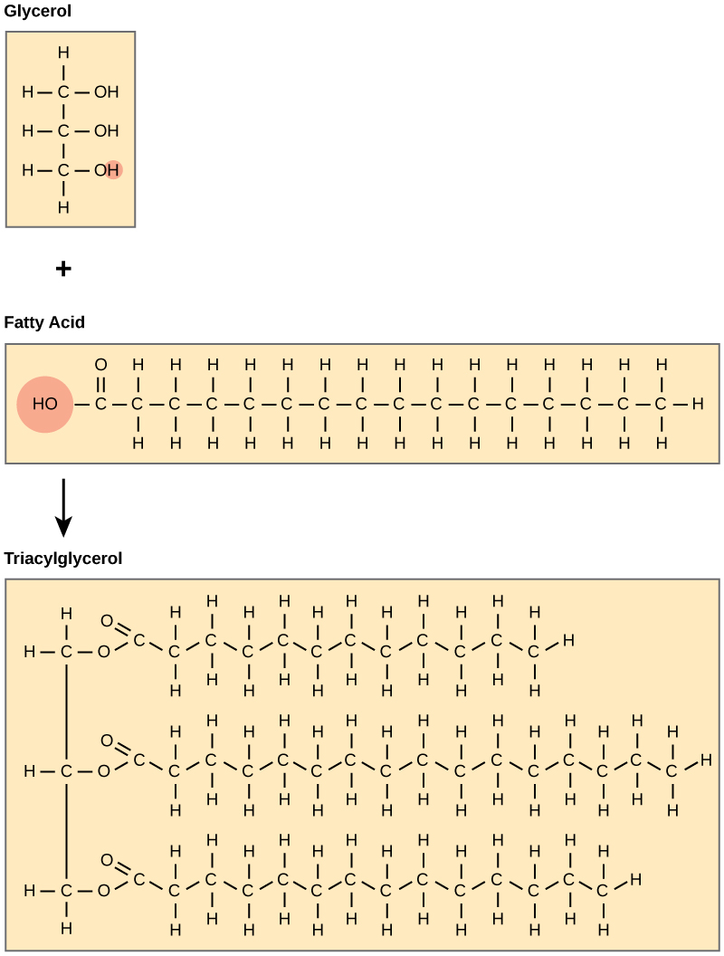 Lipids – Biology