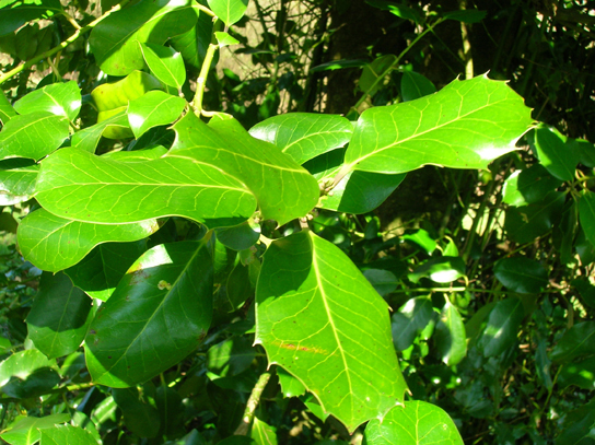 The photo shows leaves on a plant; the leaves appear thick, shiny, and waxy.