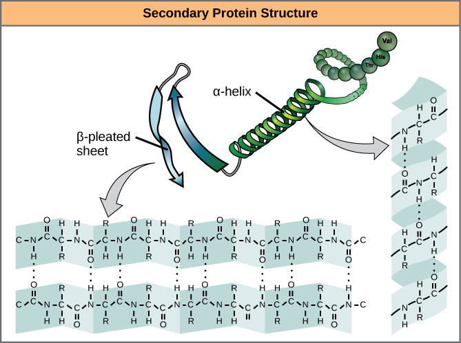 The illustration shows an alpha helix protein structure, which coils like a spring, and a beta-pleated sheet structure, which forms flat sheets stacked together. In an alpha-helix, hydrogen bonding occurs between the carbonyl group of one amino acid and the amino group of the amino acid that occurs four residues later. In a beta-pleated sheet, hydrogen bonding occurs between two different lengths of peptide that are antiparallel to one another.