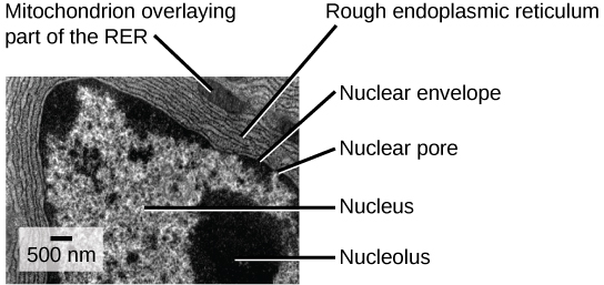 In this transmission electron micrograph, the nucleus is the most prominent feature. The nucleolus is a circular, dark region inside the nucleus. A nuclear pore can be seen in the nuclear envelope that surrounds the nucleus. The rough endoplasmic reticulum surrounds the nucleus, appearing as many layers of membranes. A mitochondrion sits between the layers of the ER membrane.