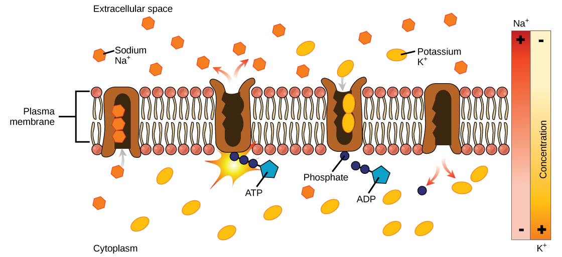 This illustration shows the sodium-potassium pump. Initially, the pump’s opening faces the cytoplasm, where three sodium ions bind to it. The antiporter hydrolyzes and ATP to ADP and, as a result, undergoes a conformational change. The sodium ions are released into the extracellular space. Two potassium ions from the extracellular space now bind the antiporter, which changes conformation again, releasing the potassium ions into the cytoplasm.
