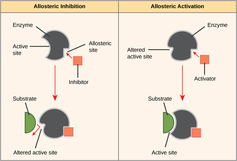 The left part of this diagram shows allosteric inhibition. The allosteric inhibitor binds to the enzyme at a site other than the active site. The shape of the active site is altered so that the enzyme can no longer bind to its substrate. The right part of this diagram shows allosteric activation. The allosteric activator binds to the enzyme at a site other than the active site. The shape of the active site is changed, allowing substrate to bind at a higher affinity.