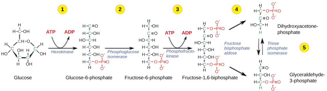 This illustration shows the steps in the first half of glycolysis. In step one, the enzyme hexokinase uses one ATP molecule in the phosphorylation of glucose. In step two, glucose-6-phosphate is rearranged to form fructose-6-phosphate by phosphoglucose isomerase. In step three, phosphofructokinase uses a second ATP molecule in the phosphorylation of the substrate, forming fructose-1,6-bisphosphate. The enzyme fructose bisphosphate aldose splits the substrate into two, forming glyceraldeyde-3-phosphate and dihydroxyacetone-phosphate. In step 4, triose phosphate isomerase converts the dihydroxyacetone-phosphate into glyceraldehyde-3-phosphate