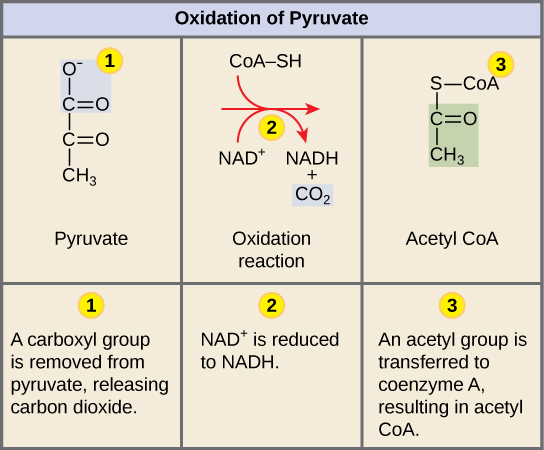This illustration shows the three-step conversion of pyruvate into acetyl CoA. In step one, a carboxyl group is removed from pyruvate, releasing carbon dioxide. In step two, a redox reaction forms acetate and NADH. In step three, the acetate is transferred coenzyme A, forming acetyl CoA.
