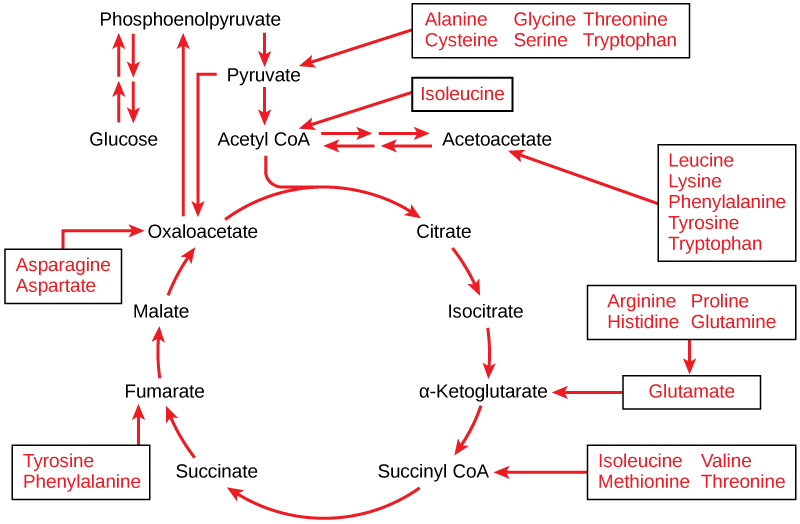 This illustration shows that the amino acids alanine, glycine, threonine, cysteine, and serine can be converted into pyruvate. Leucine, lysine, phenylalanine, tyrosine, tryptophan, and isoleucine can be converted into acetyl CoA. Arginine, proline, histidine, glutamine, and glutamate can be converted into α-ketoglutarate. Isoleucine, valine, methionine, and threonine can be converted into succinyl CoA. Tyrosine and phenylalanine can be converted into fumarate, and aspartate and asparagine can be converted into oxaloacetate.