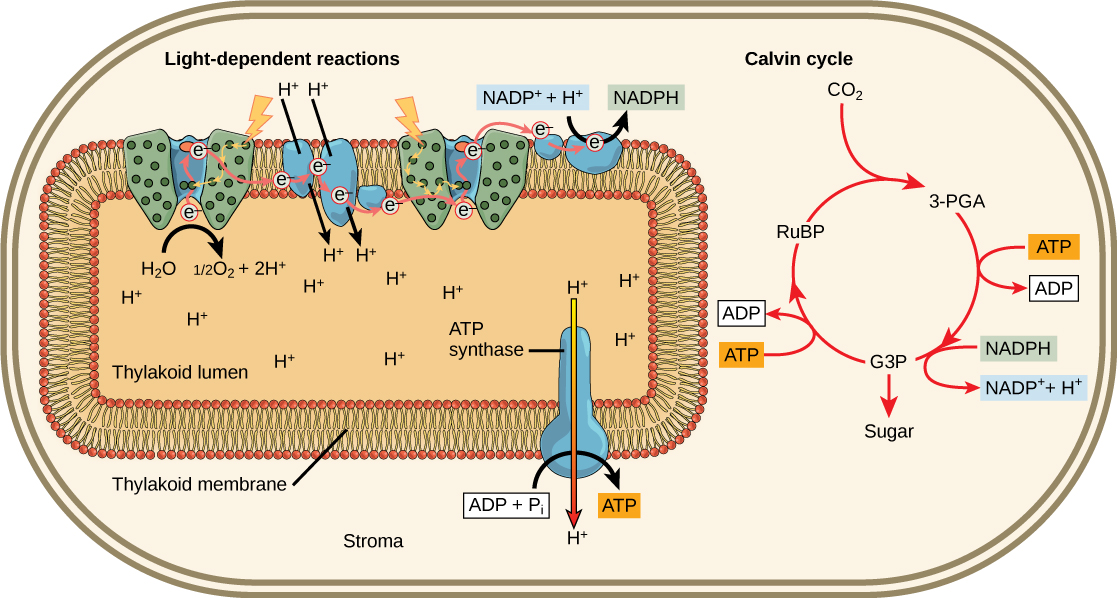 This illustration shows that ATP and NADPH produced in the light reactions are used in the Calvin cycle to make sugar.