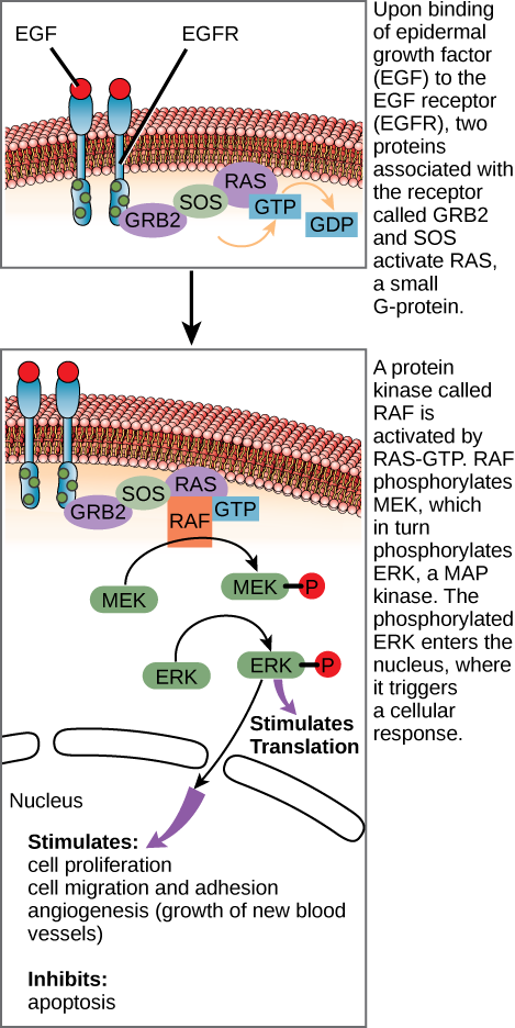 This illustration shows the epidermal growth factor receptor, which is embedded in the plasma membrane. Upon binding of a signaling molecule to the receptor’s extracellular domain, the receptor dimerizes, and intracellular residues are phosphorylated. Phosphorylation of the receptor triggers the phosphorylation of a protein called MEK by RAF. MEK, in turn, phosphorylates ERK. ERK stimulates protein translation in the cytoplasm, and transcription in the nucleus. Activation of ERK stimulates cell proliferation, cell migration and adhesion, and angiogenesis (growth of new blood vessels). ERK inhibits apoptosis.