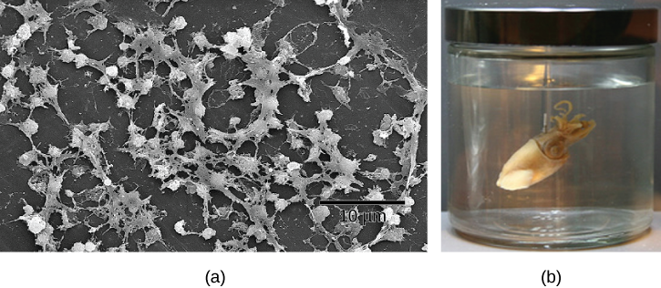 Part a: This electron micrograph shows a film of bacteria. Part b: This photo shows a Hawaiian bobtail squid.