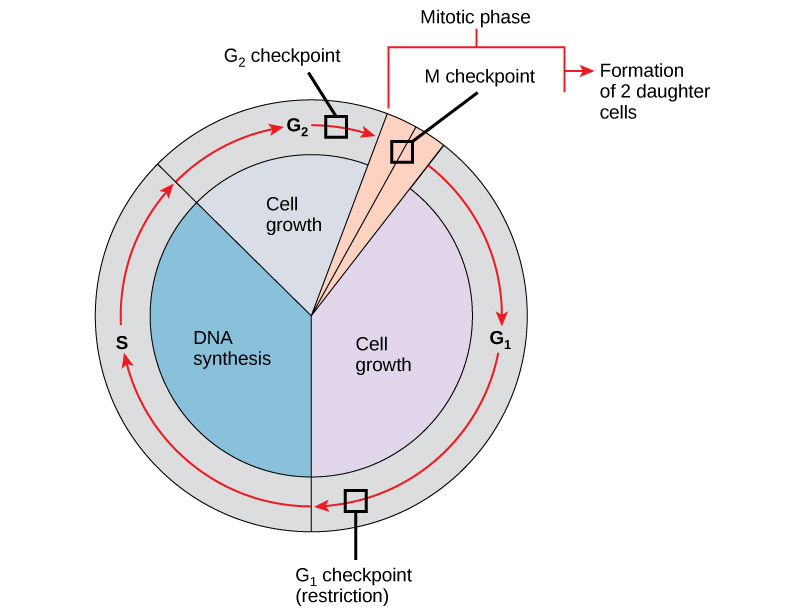 This illustration shows the three major checkpoints of the cell cycle: G_{1}, G_{2}, and M.