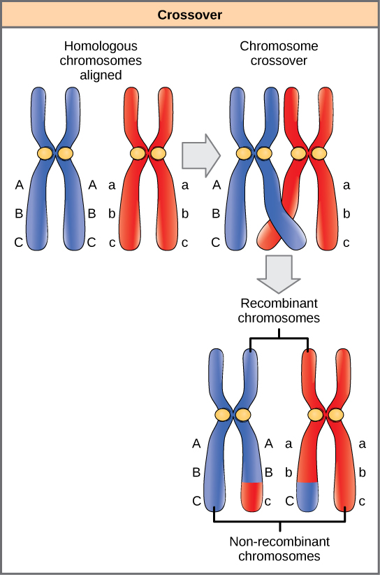 This illustration shows a pair of homologous chromosomes. One of the pair has the alleles ABC and the other has the alleles abc. During meiosis, crossover occurs between two of the chromosomes and genetic material is exchanged, resulting in one recombinant chromosome that has the alleles ABc and another that has the alleles abC. The other two chromosomes are non-recombinant and have the same arrangement of genes as before meiosis.