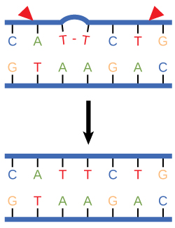 Illustration shows a DNA strand in which a thymine dimer has formed. Excision repair enzyme cut out the section of DNA that contains the dimer so it can be replaced with normal base pairs.