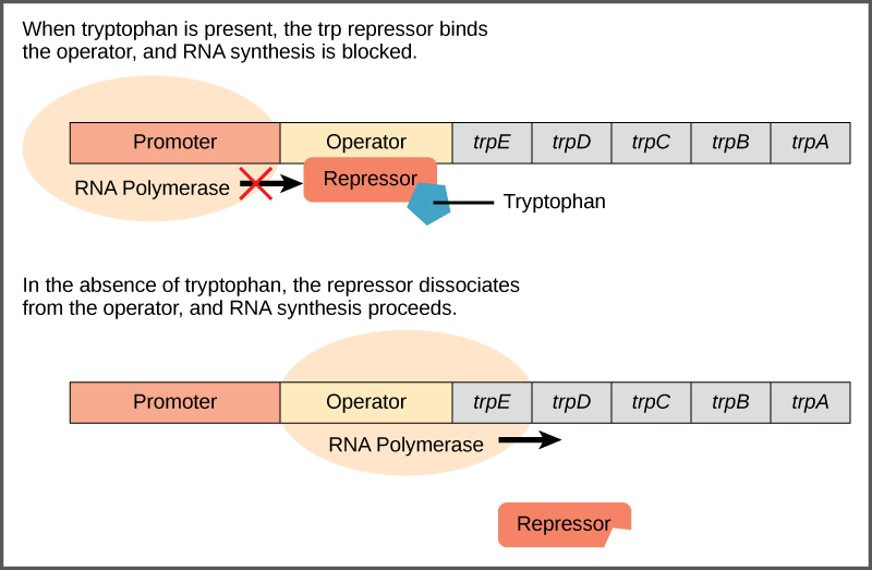 Prokaryotic Gene Regulation – Biology