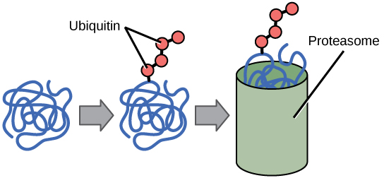Multiple ubiquitin groups bind to a protein. The tagged protein is then fed into the hollow tube of a proteasome. The proteasome degrades the protein.