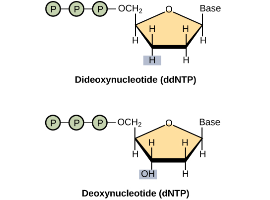 A deoxynucleotide consists of a deoxyribose sugar, a base, and three phosphate groups. Dideoxyribose is identical to deoxyribose except that the hydroxyl (–OH) group at the 3' position is replaced by H. A 3' hydroxyl is necessary for elongation of the DNA chain, and the chain therefore stops growing if a dideoxyribose instead of deoxyribose is incorporated into the growing chain.