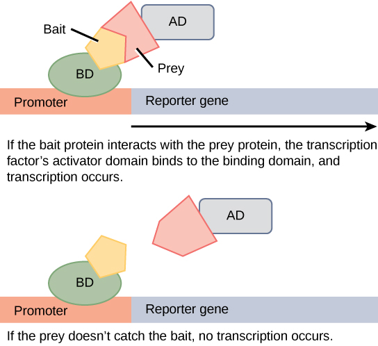 In two-hybrid screening, the binding domain of a transcription factor is separated from the activator domain. A bait protein is attached to the DNA-binding domain of a transcription factor, and a prey protein is attached to the activator domain. If the prey catches the bait (in other words, binds to it), transcription of a reporter gene occurs. If the prey does not catch the bait, no transcription occurs. Scientists use this transcriptional activation to determine if interaction between the bait and prey has occurred.