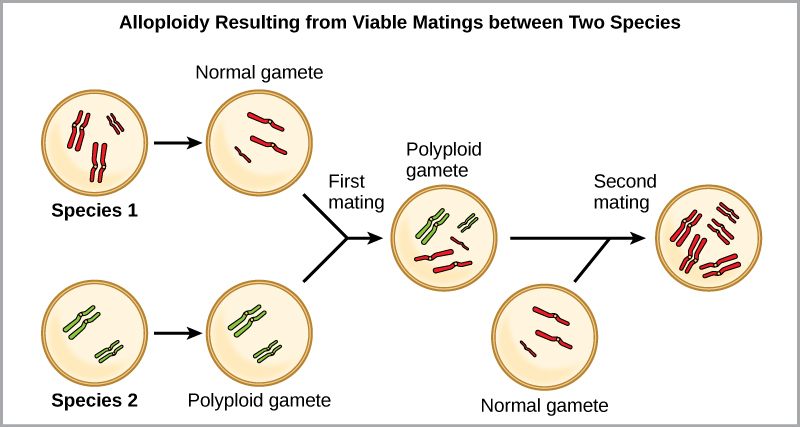 Alloploidy results from viable matings between two species with different numbers of chromosomes. In the example shown, species one has three pairs of chromosomes, and species two has two pairs of chromosomes. When a normal gamete from species one (with three chromosomes) fuses with a polyploidy gamete from species two (with two pairs of chromosomes), a zygote with seven chromosomes results. An offspring from this mating produces a polyploid gamete, with seven chromosomes. If this polyploid gamete fuses with a normal gamete from species one, with three chromosomes, the resulting offspring will have ten viable chromosomes.