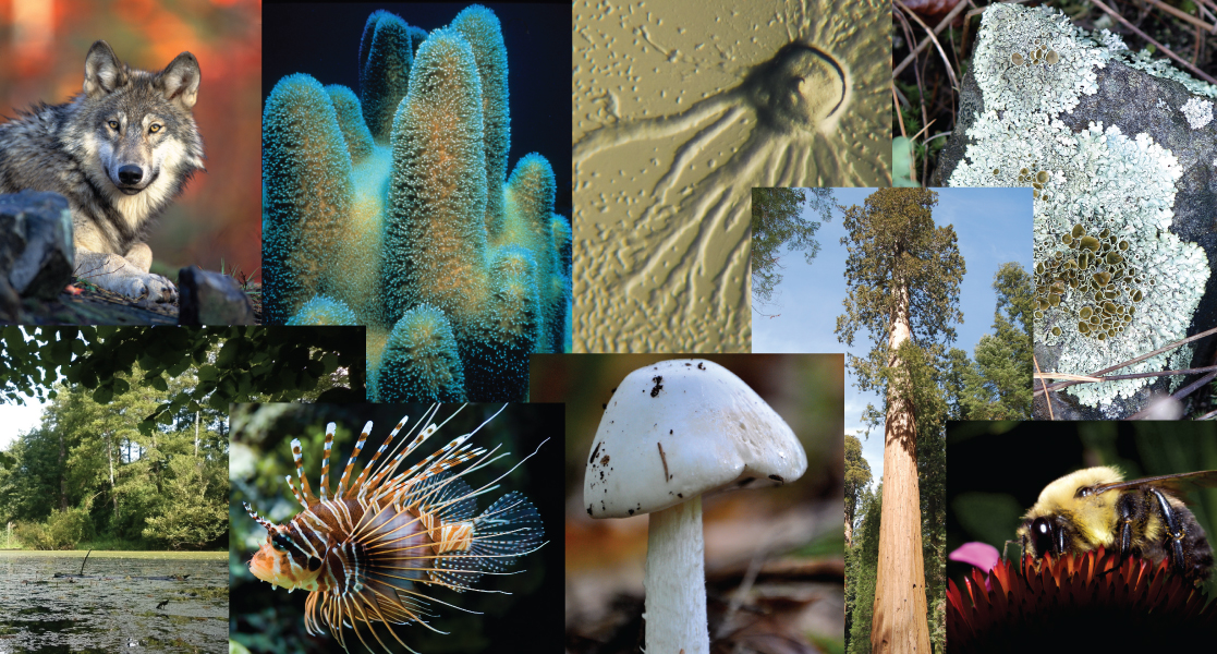 This photo collage shows a wolf, a cucumber-shaped protozoan, a sea sponge, a slime mold, lichen, the shore of a lake with algae and trees, a spiny lion fish, a mushroom, a sequoia, and a bumblebee drinking nectar from a flower.