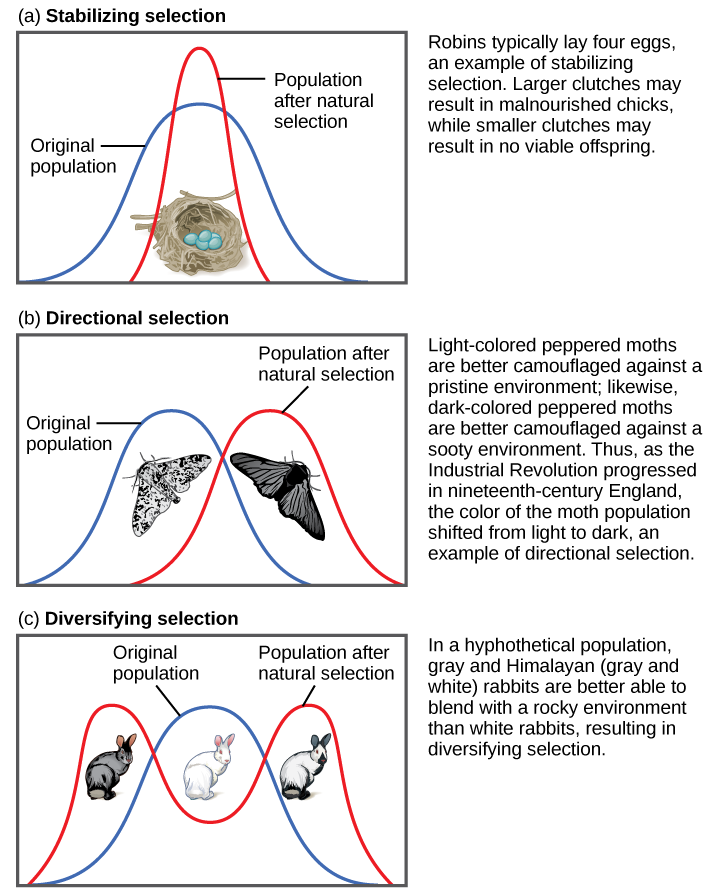 Part (a) shows a robin clutch size as an example of stabilizing selection. Robins typically lay four eggs. Larger clutches may result in malnourished chicks, while smaller clutches may result in no viable offspring. A wide bell curve indicates that, in the original population, there was a lot of variability in clutch size. Overlaying this wide bell curve is a narrow one that represents the clutch size after natural selection, which is much less variable. Part (b) shows moth color as an example of directional selection. Light-colored pepper moths are better camouflaged against a pristine environment, while dark-colored peppered moths are better camouflaged against a sooty environment. Thus, as the Industrial Revolution progressed in nineteenth-century England, the color of the moth population shifted from light to dark, an example of directional selection. A bell curve representing the original population and one representing the population after natural selection only slightly overlap. Part (c) shows rabbit coat color as an example of diversifying selection. In this hypothetical example, gray and Himalayan (gray and white) rabbits are better able to blend into their rocky environment than white ones. The original population is represented by a bell curve in which white is the most common coat color, while gray and Himalayan colors, on the right and left flank of the curve, are less common. After natural selection, the bell curve splits into two peaks, indicating gray and Himalayan coat color have become more common than the intermediate white coat color.