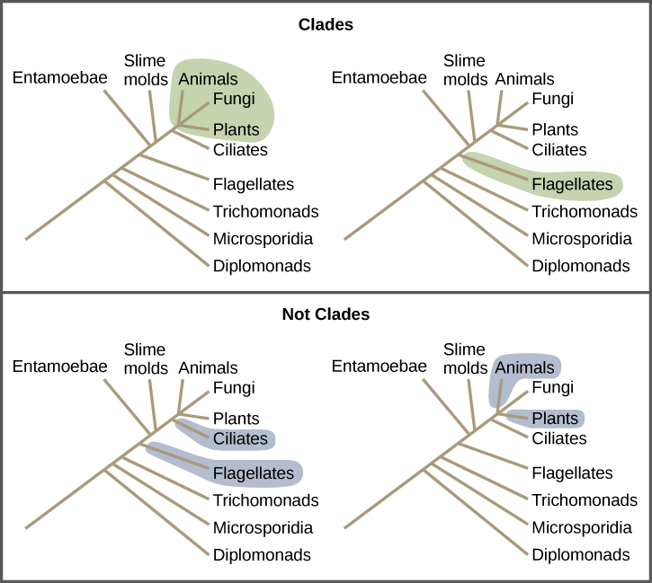 Illustrations show a phylogenetic tree that includes eukaryotic species. A central line represents the trunk of the tree. From this trunk, various groups branch. In order from the bottom, these are diplomonads, microsporidia, trichomonads, flagellates, entamoebae, slime molds, and ciliates. At the top of the tree, animals, fungi and plants all branch from the same point and are shaded to show that they belong in the same clade. Flagellates are on a branch by themselves, and they also form their own clade and are shaded to show this. In another image, Flagellates and ciliates are shaded to show that they branch from different points on the tree and are not considered clades. Likewise, a grouping of animals and plants but not fungi would not be considered a clade cannot exclude a branch originating at the same point as the others.
