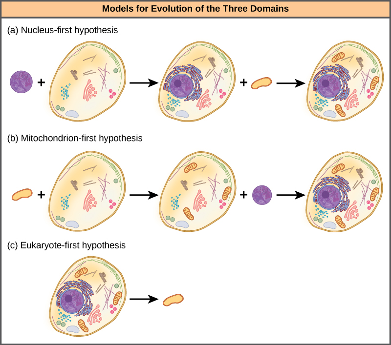 Part A shows the nucleus-first hypothesis. According to this hypothesis, a primary endosymbiotic event resulted in an ancestral eukaryotic cell acquiring a nucleus, and a secondary endosymbiotic event resulted in the acquisition of a mitochondrion. Part B shows the mitochondrion-first hypothesis. According to this hypothesis, the mitochondrion was acquired before the nucleus, but both were acquired by endosymbiosis. Part C shows the eukaryote-first hypothesis. According to this hypothesis, prokaryotes evolved from eukaryotic cells that lost their nuclei and organelles.